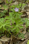 Wild geranium